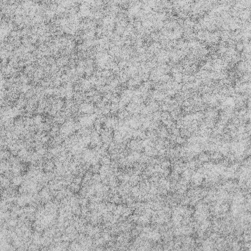 FF57-Fossil Fossil